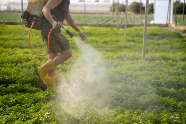 Best Local Pest Control Services  in Biltmore, TN