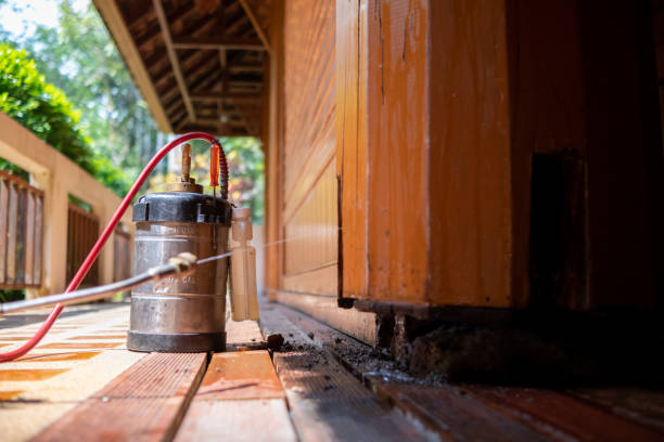 Wasp Removal Services in Biltmore, TN
