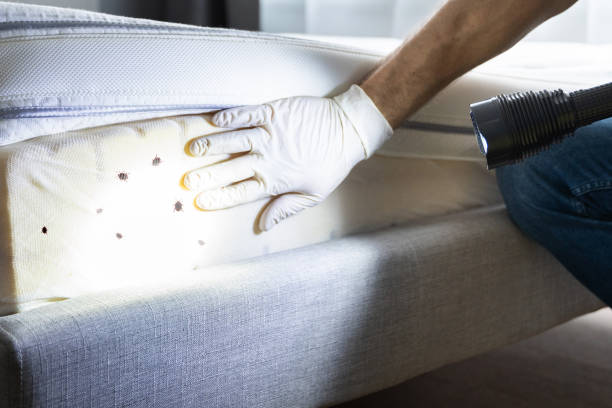 Best Pest Control Near Me in Biltmore, TN